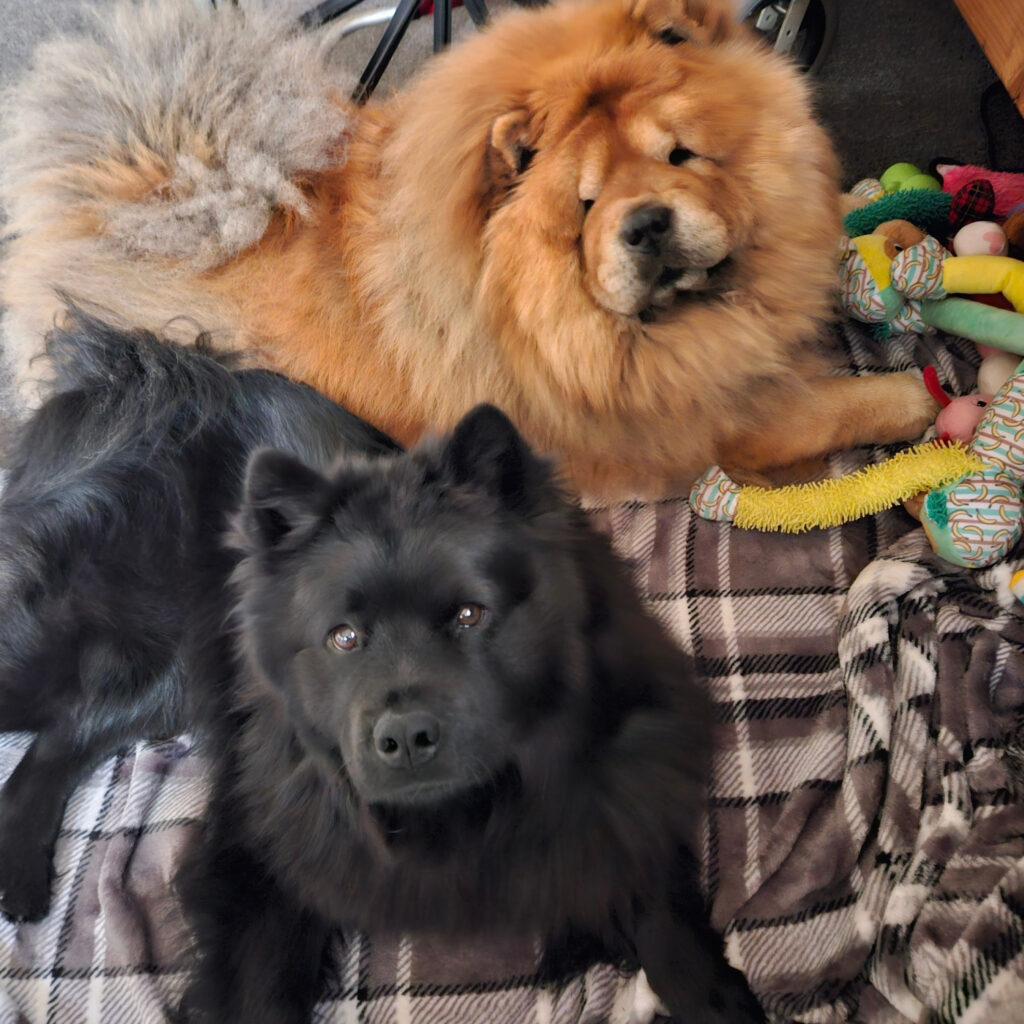 IMG_20240703_135857_565 Dog Patients