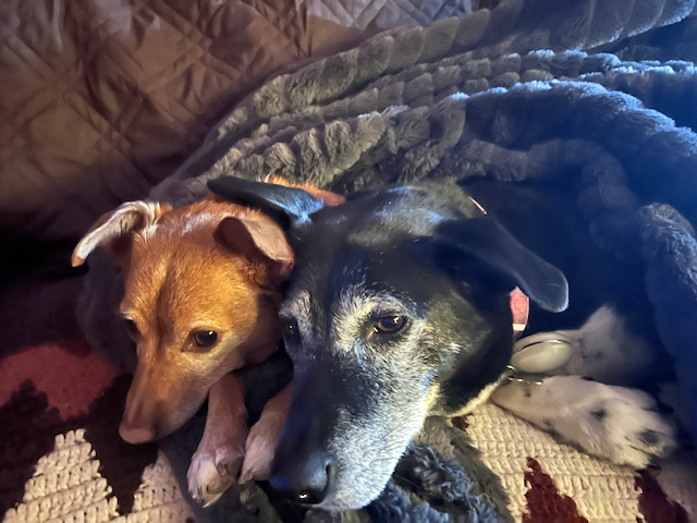 Dog Patients