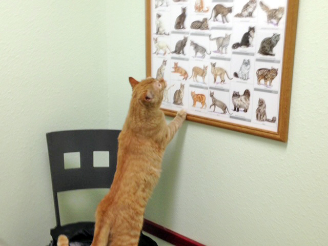 IMG_3280 copy Cat Patient