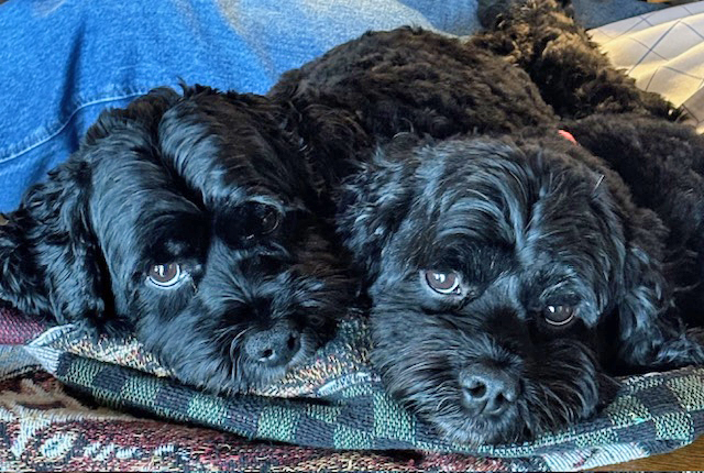 IMG_3462_1 Dog Patients