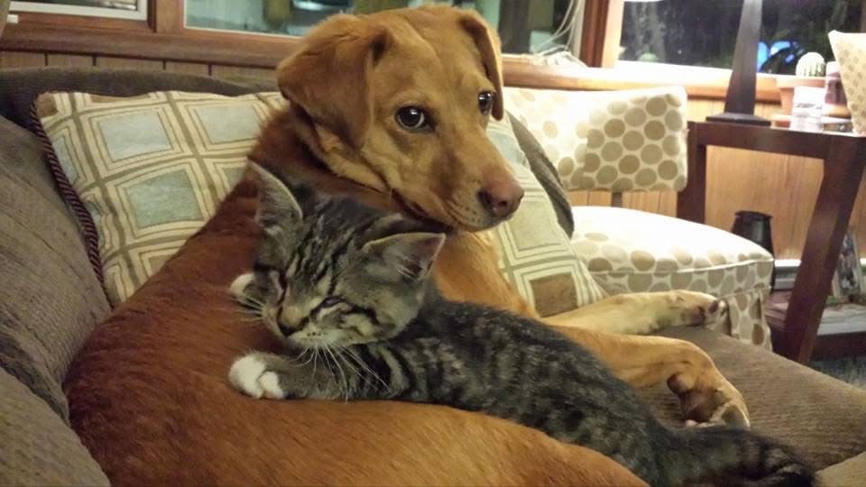 IMG_4479 Dog and Cat Patients