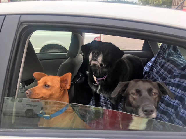 IMG_9672 Dog Patients