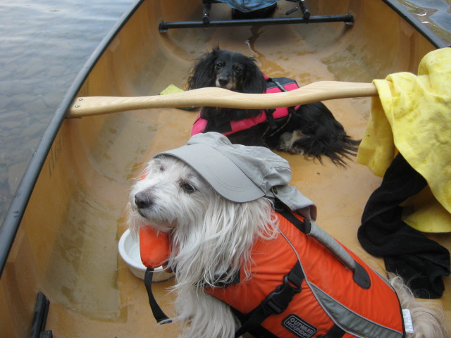Photos 027 Dog Patients