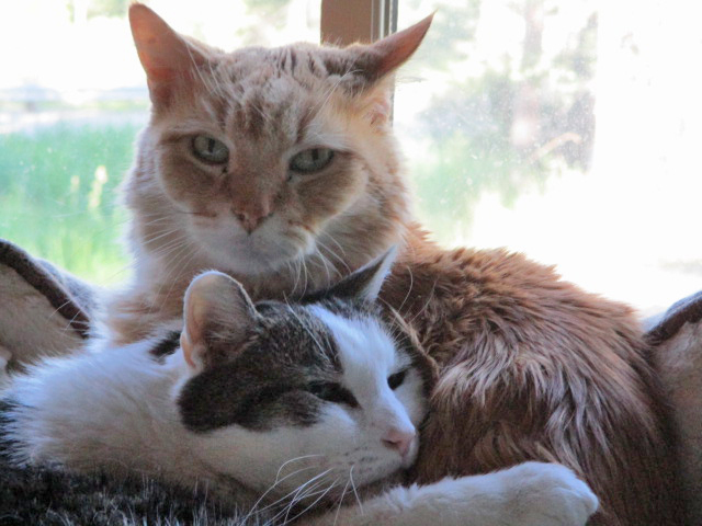 photos 189 Cat Patients